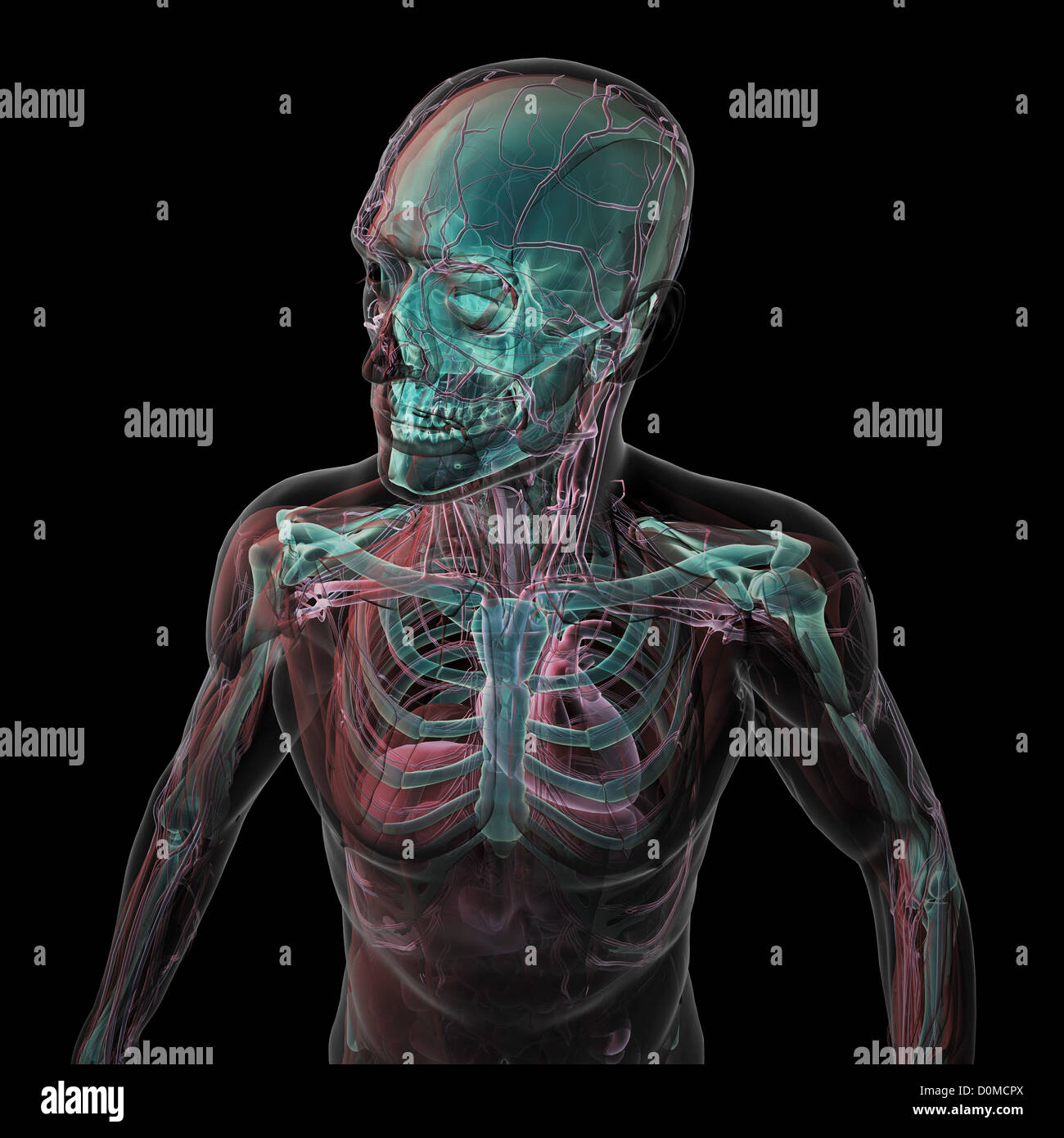 Un modèle humain montrant l'anatomie interne. Banque D'Images