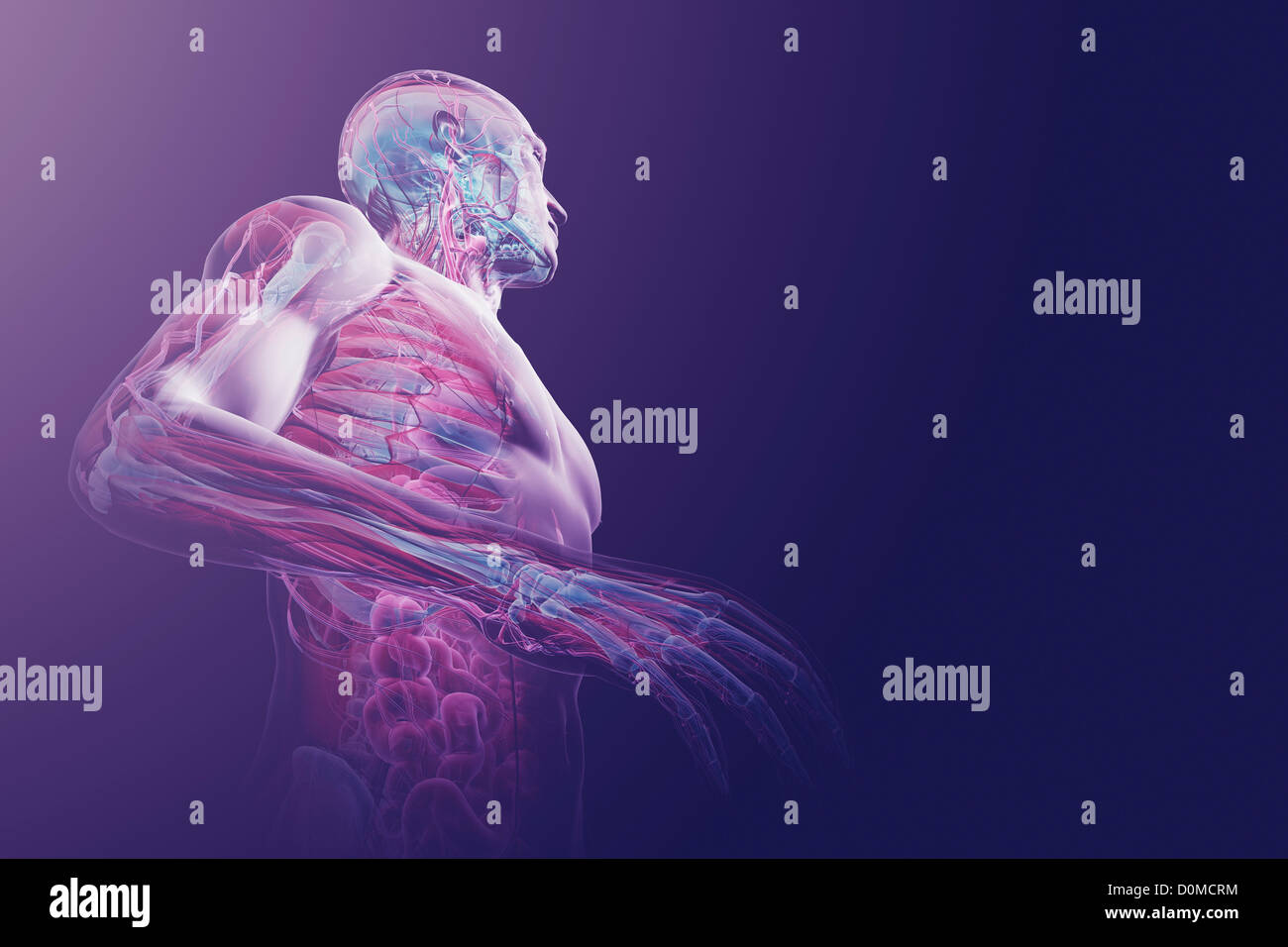 Un modèle humain montrant l'anatomie interne. Banque D'Images