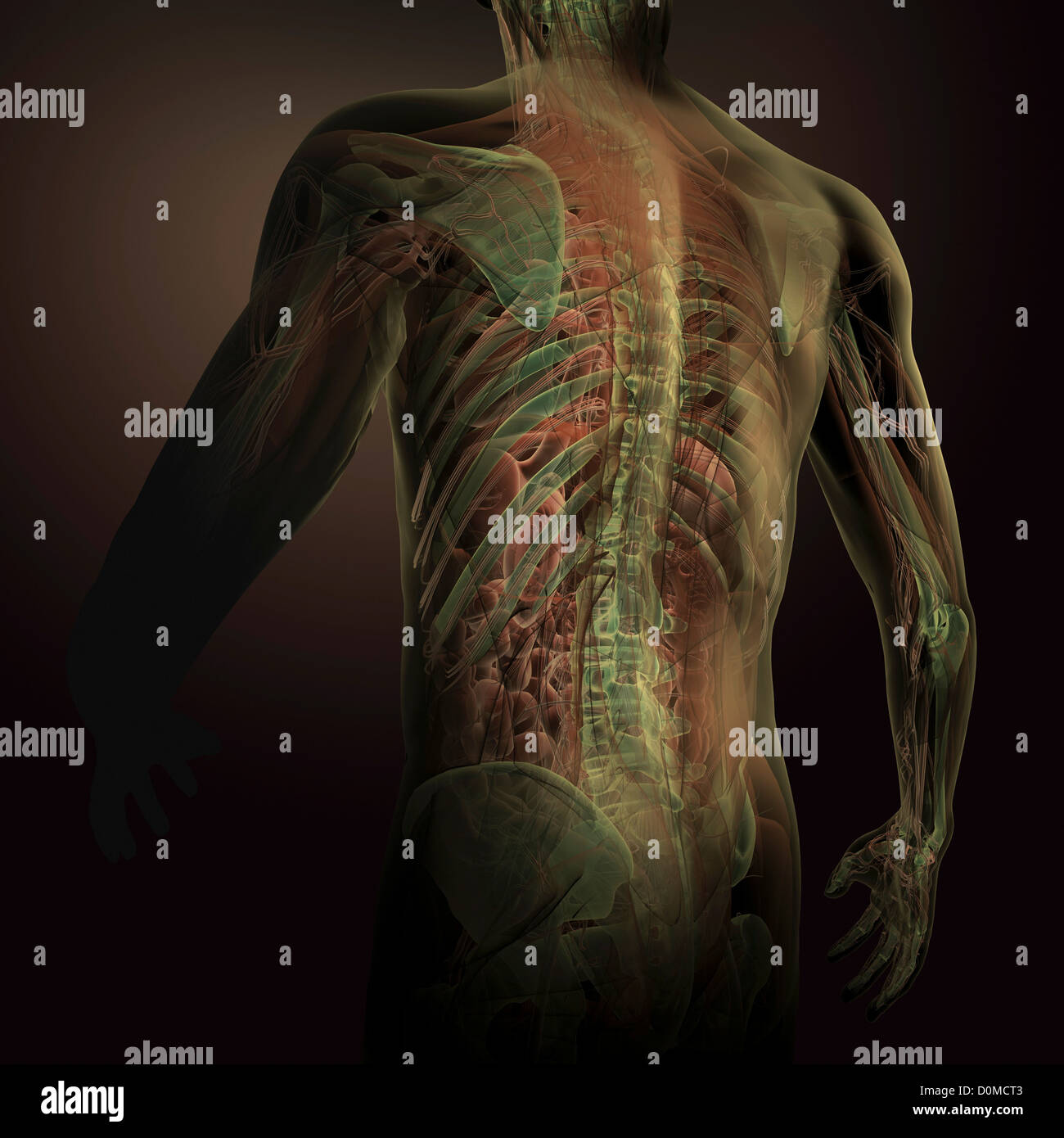 Arrière d'un modèle montrant l'anatomie interne. Banque D'Images
