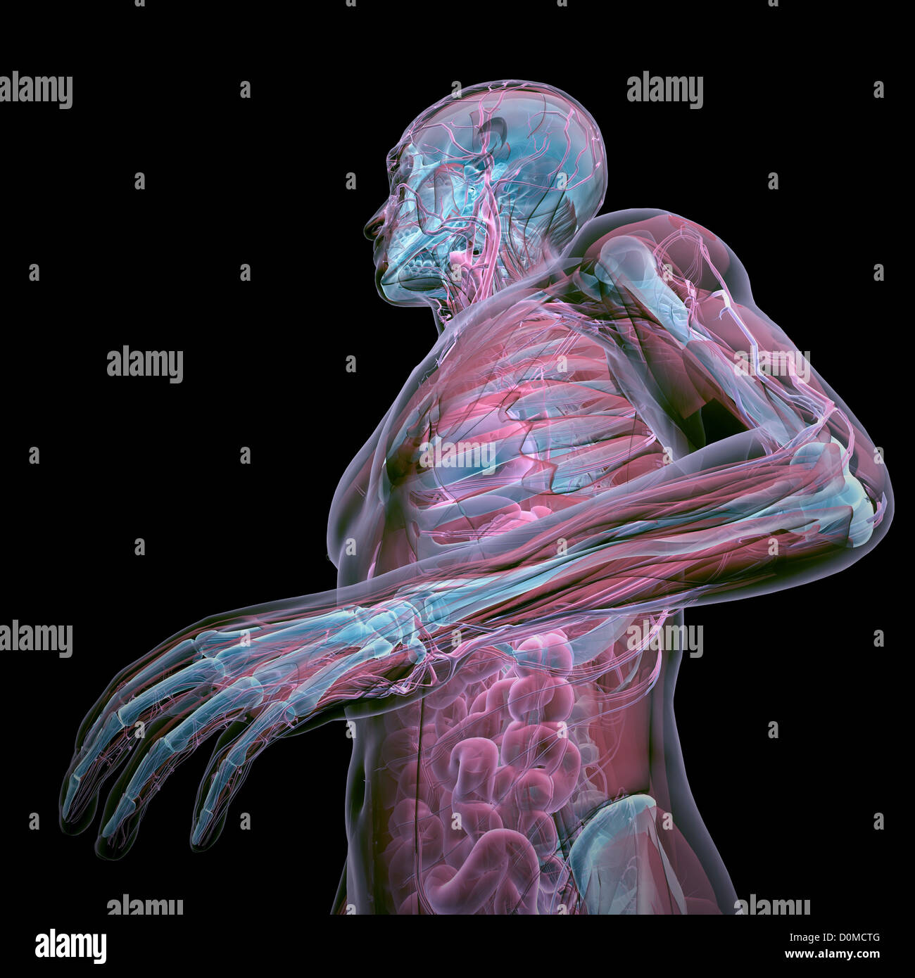 Un modèle humain montrant l'anatomie interne. Banque D'Images