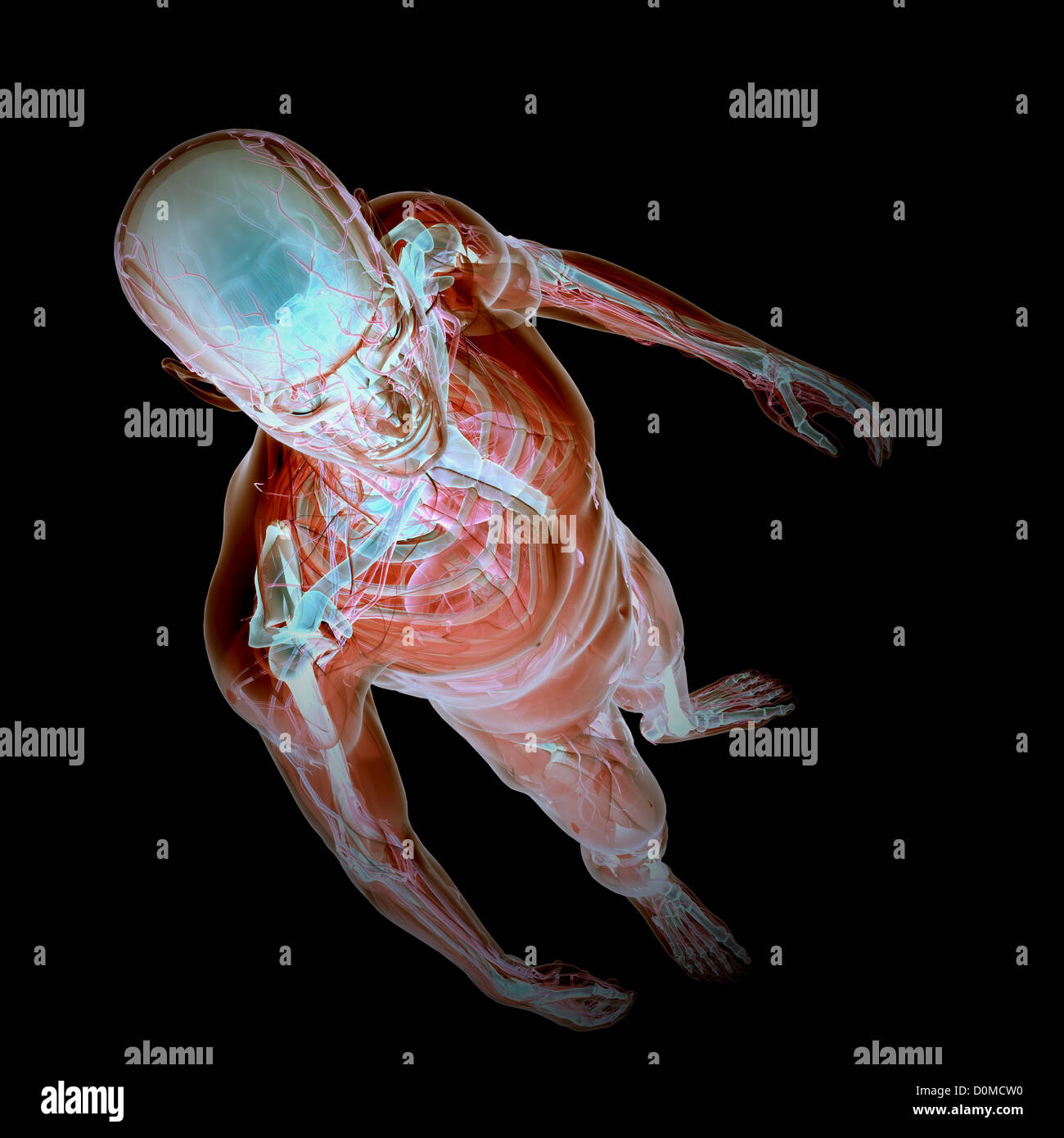 Un modèle humain montrant l'anatomie interne. Banque D'Images