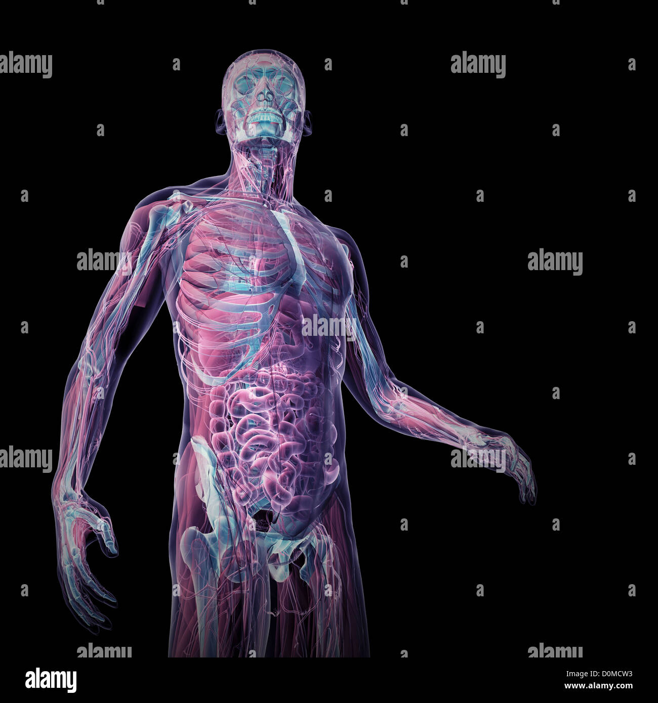 Un modèle humain montrant l'anatomie interne. Banque D'Images