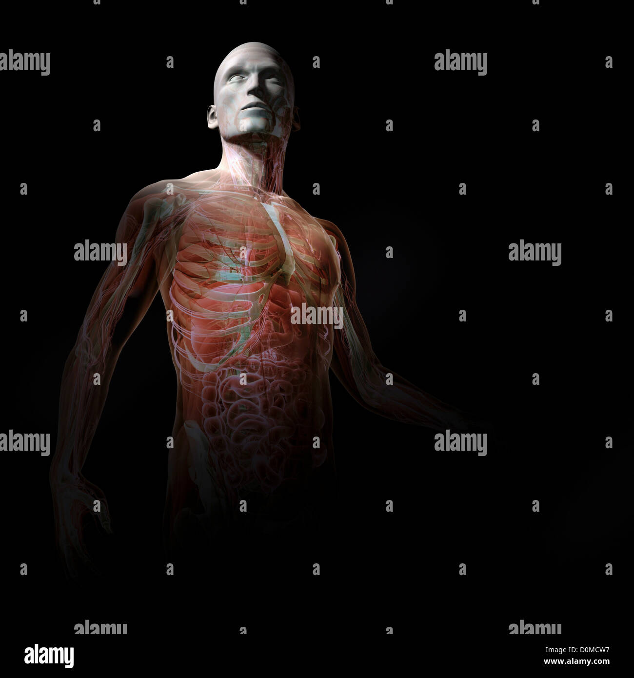 Un modèle humain montrant l'anatomie interne. Banque D'Images