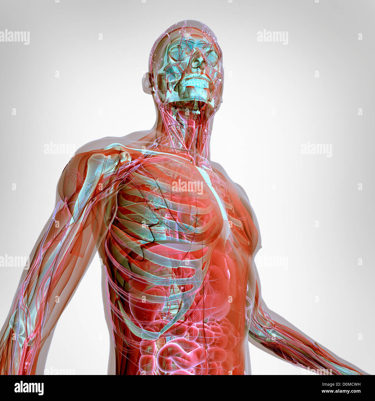 Un modèle humain montrant l'anatomie interne. Banque D'Images