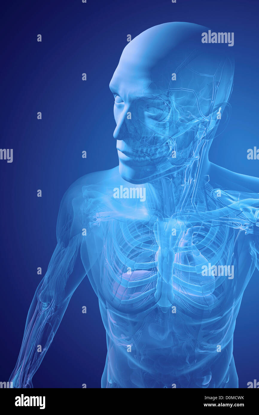 Un modèle humain montrant l'anatomie interne. Banque D'Images