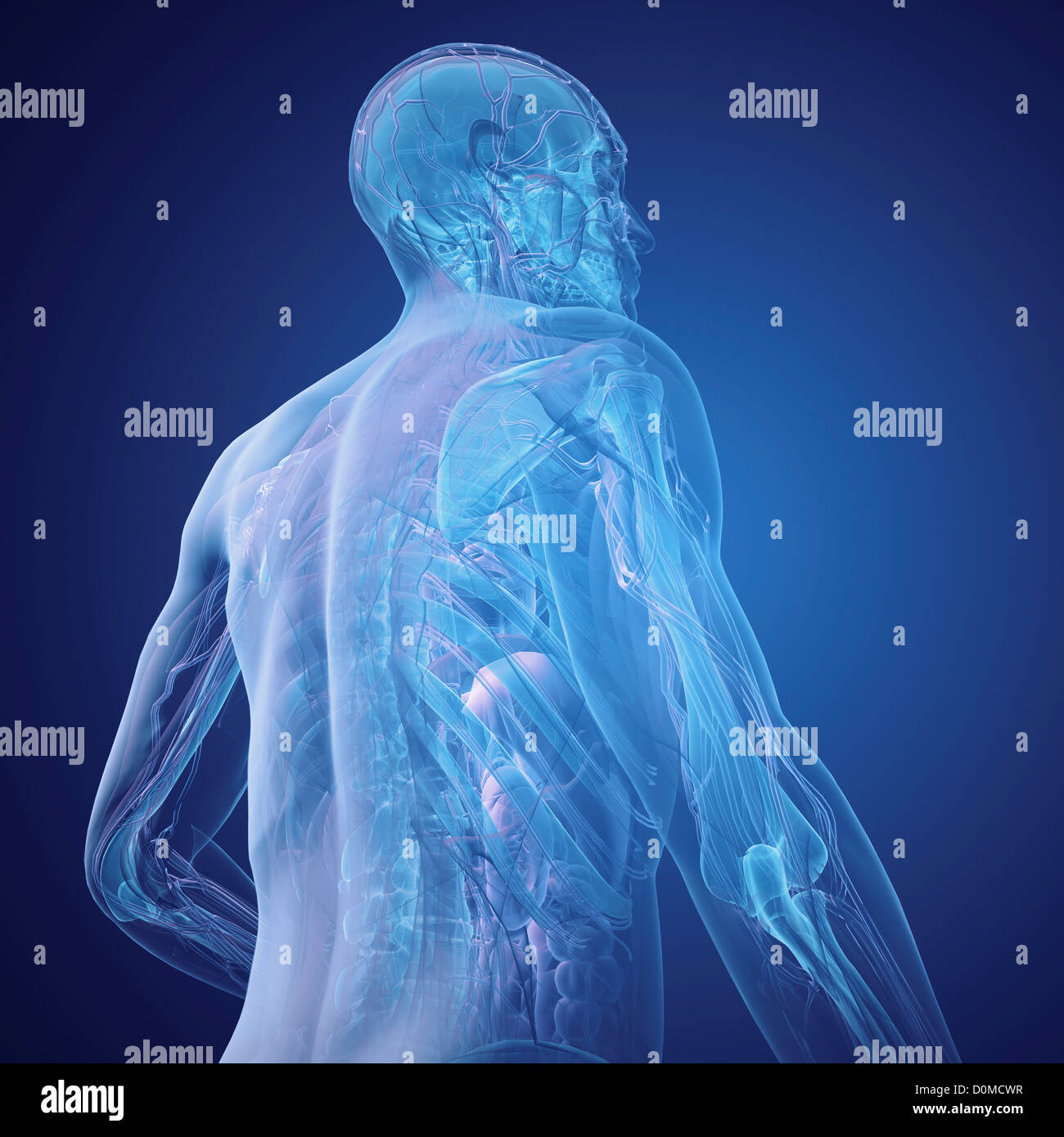 Arrière d'un modèle montrant l'anatomie interne. Banque D'Images