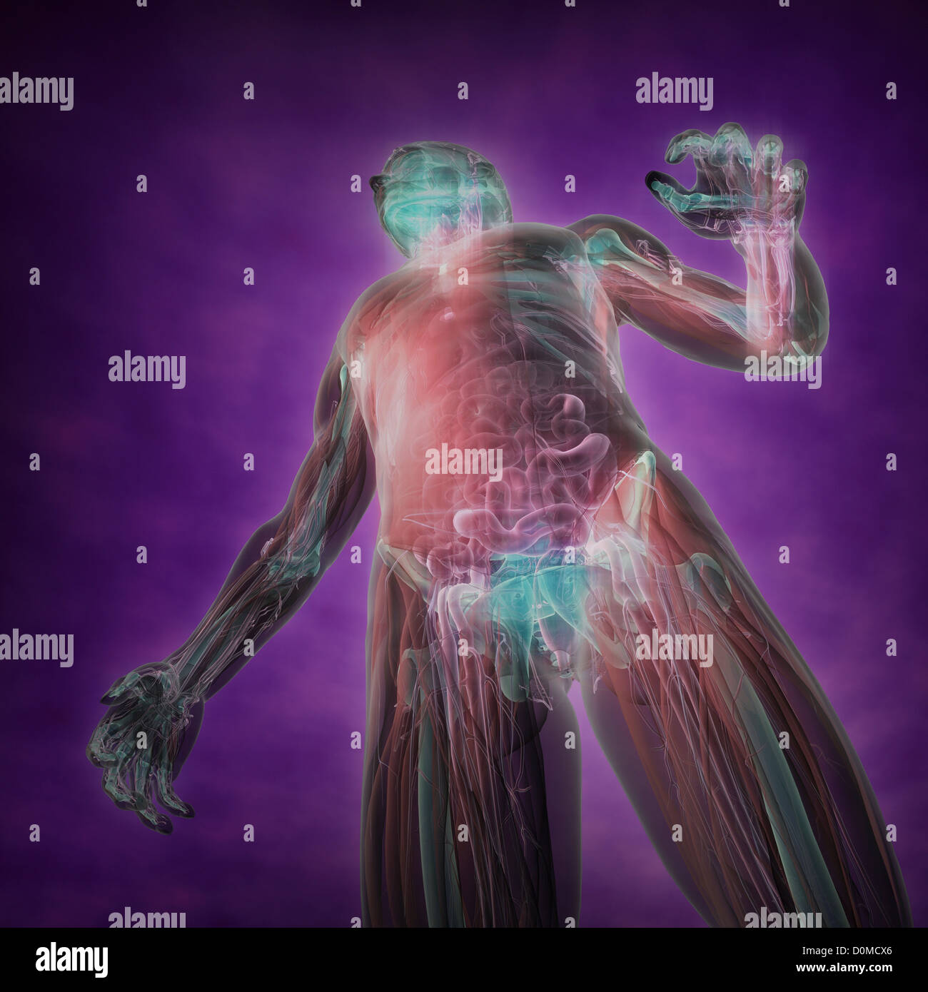 Un modèle humain montrant l'anatomie interne. Banque D'Images
