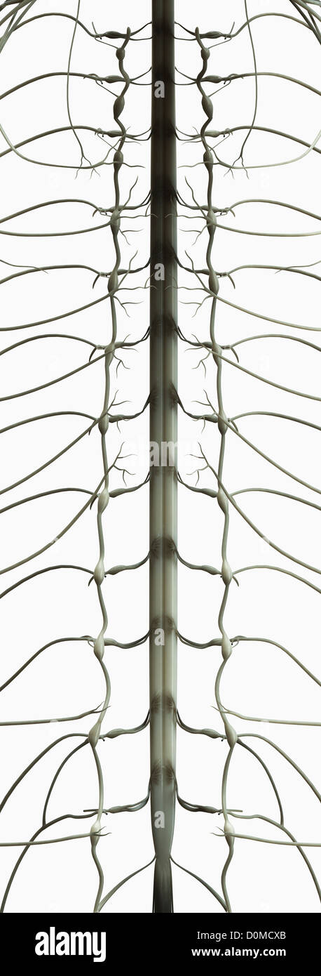 Vue de la moelle épinière. Banque D'Images