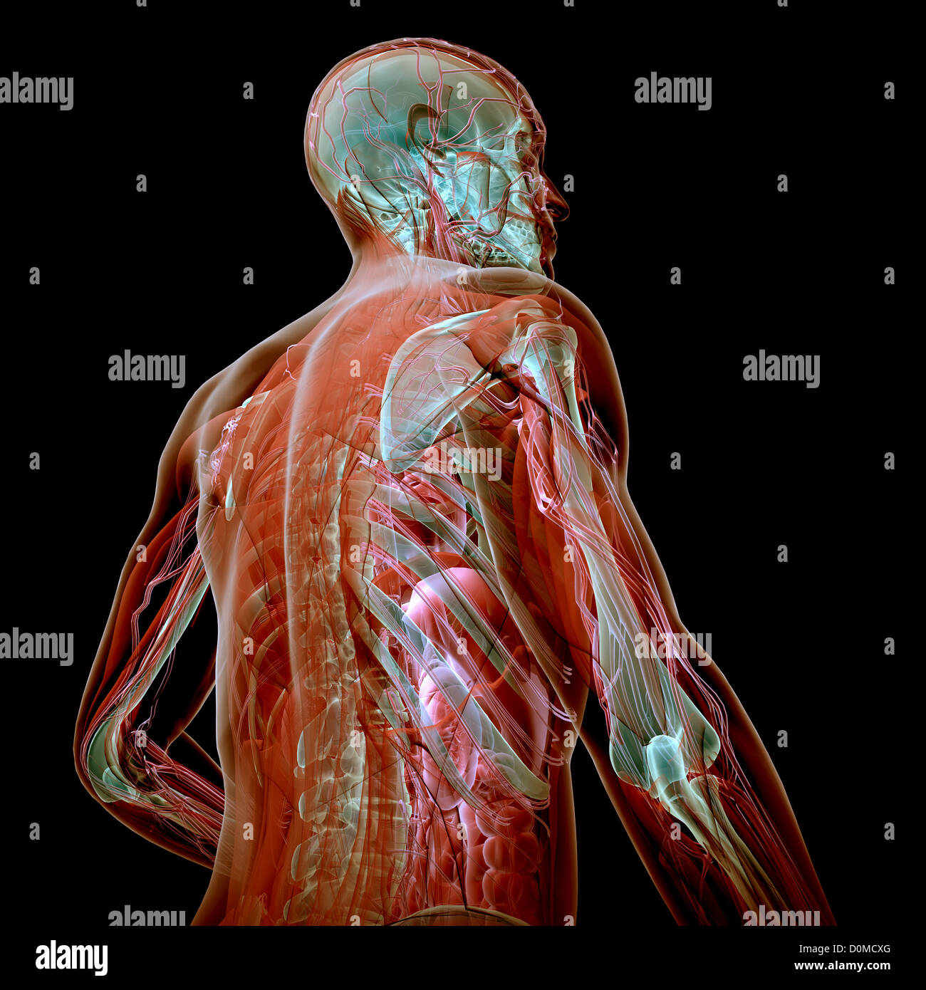 Arrière d'un modèle montrant l'anatomie interne. Banque D'Images