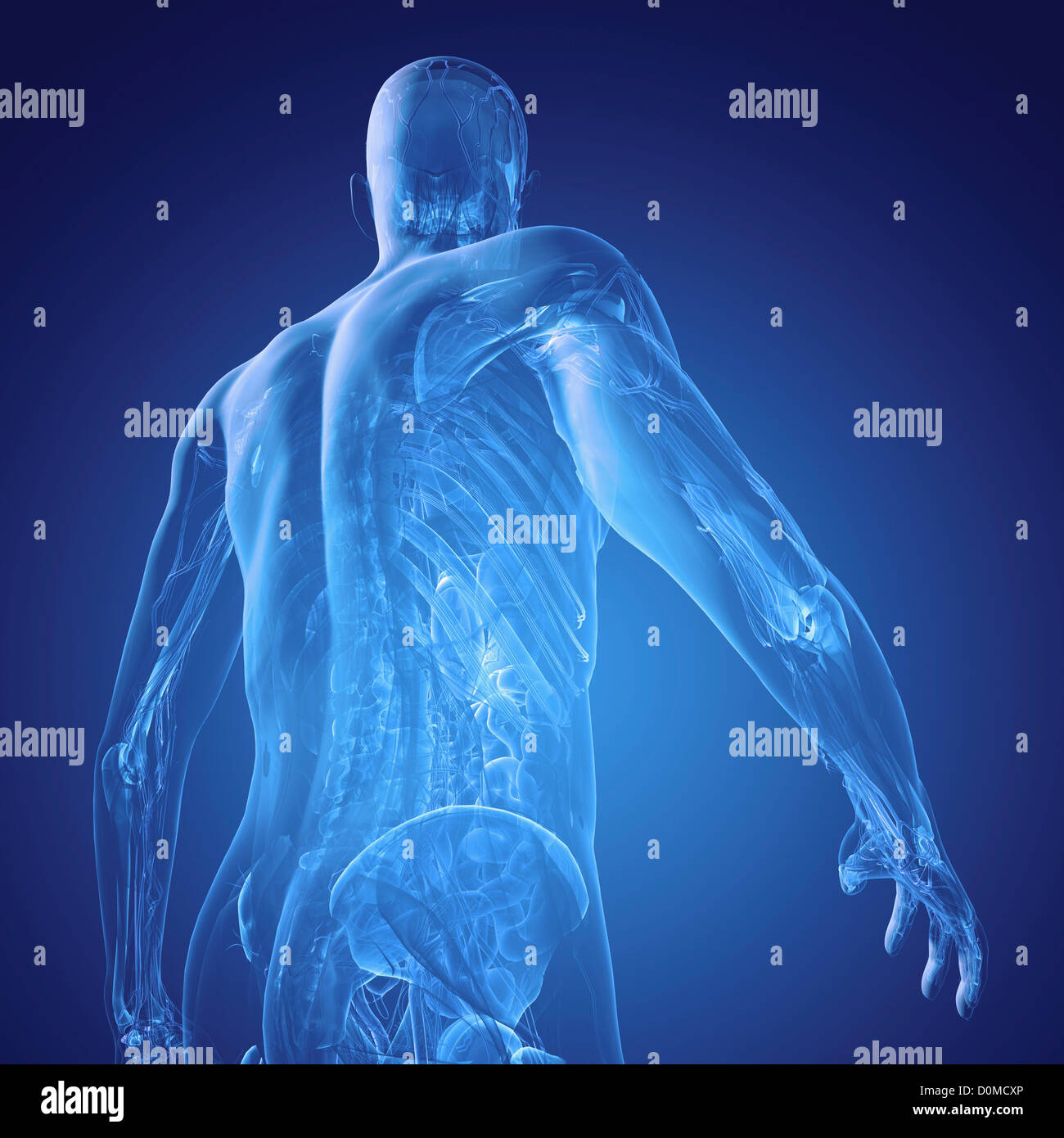 Arrière d'un modèle montrant l'anatomie interne. Banque D'Images