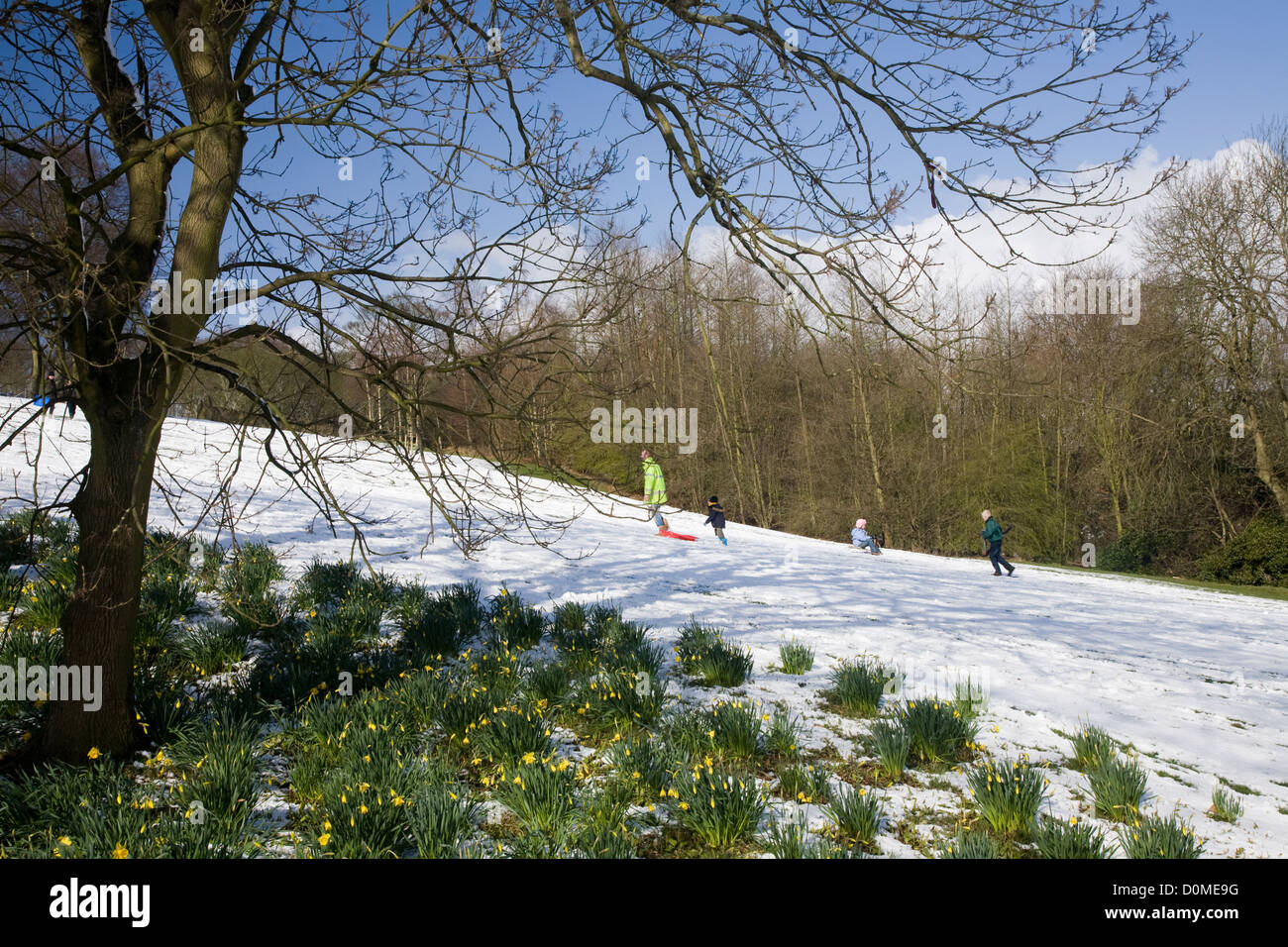 La luge sur les pentes enneigées de parcs à Shibden Hall, Halifax Banque D'Images