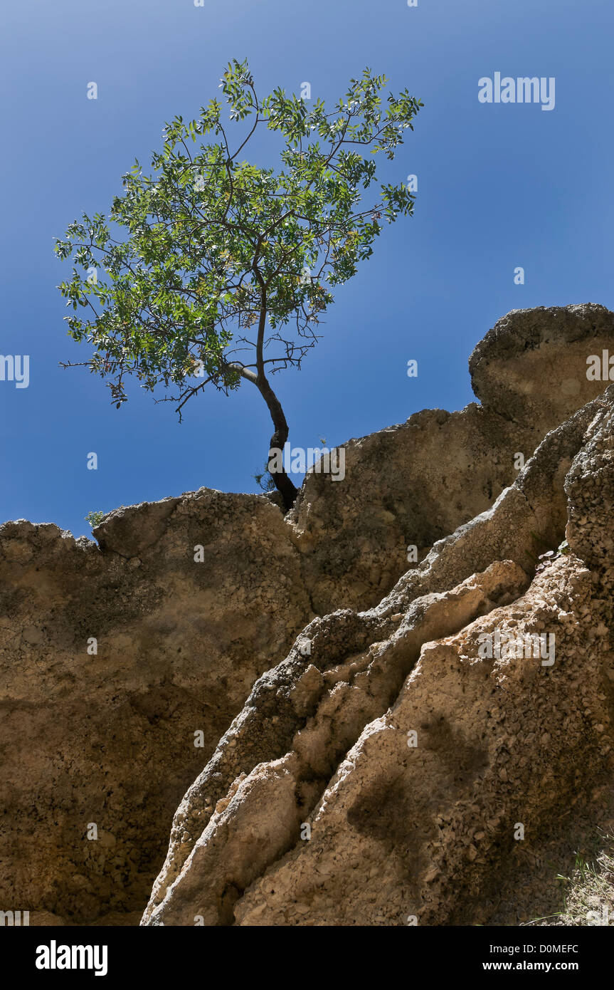 Un olivier sauvage entre les rochers, Sardaigne, Italie Banque D'Images