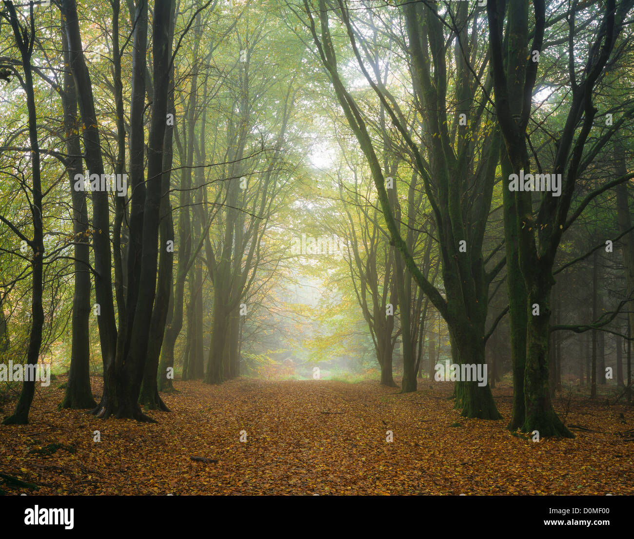 Les hêtres et la brume dans une forêt. Stockhill Wood, Mendip Hills, Somerset, Angleterre Banque D'Images