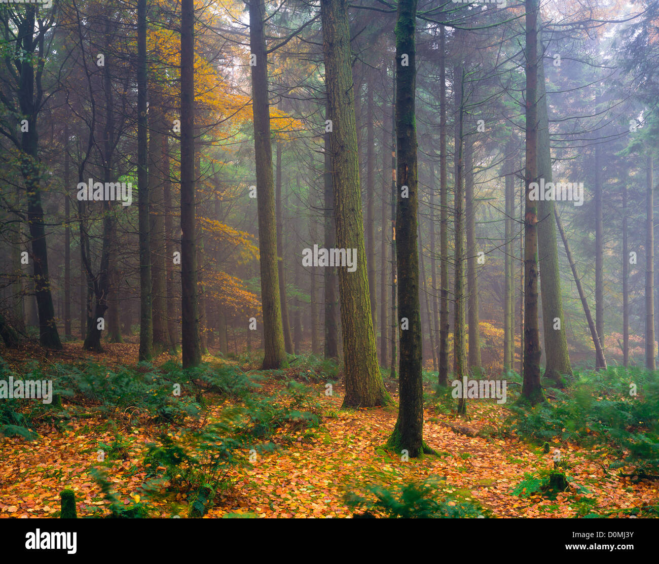 Arbres en brume d'automne. Stockhill Wood, Mendip Hills, Somerset, Angleterre Banque D'Images