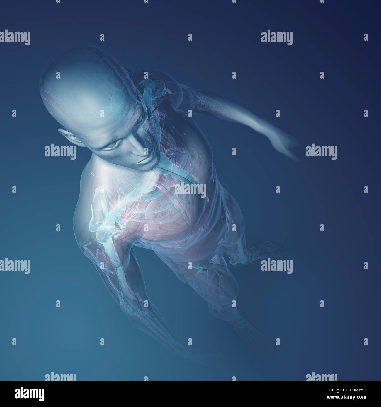 Un modèle humain montrant l'anatomie interne. Banque D'Images