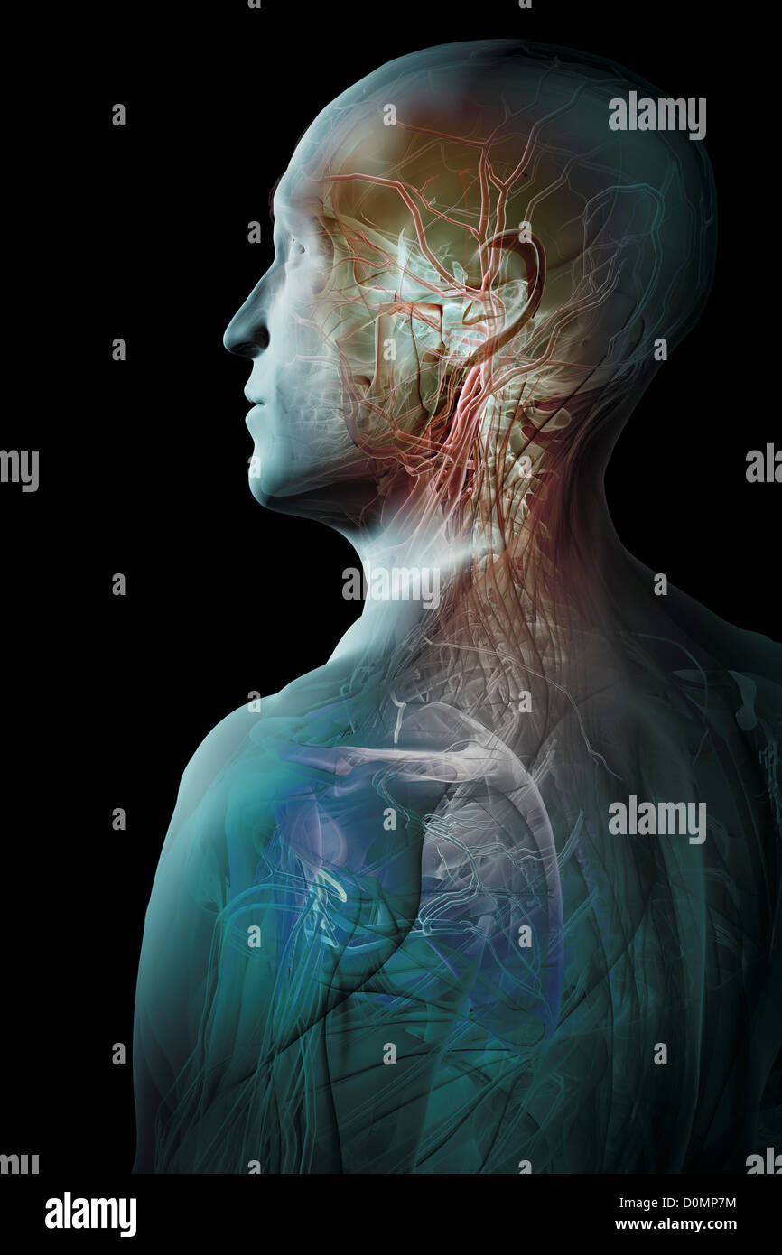 Un modèle humain montrant l'anatomie interne. Banque D'Images