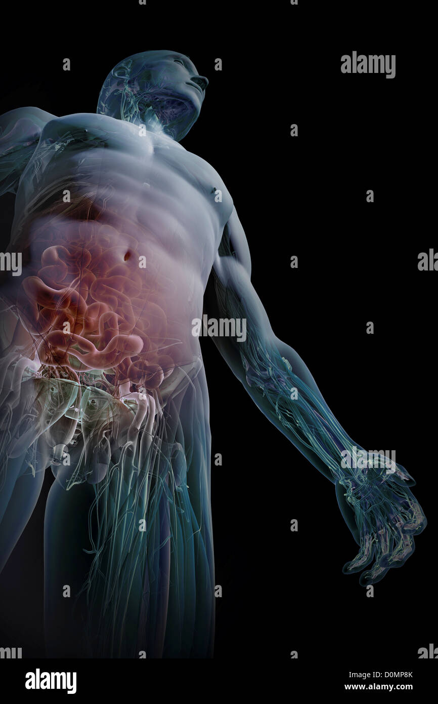 Un modèle humain montrant l'anatomie interne. Banque D'Images