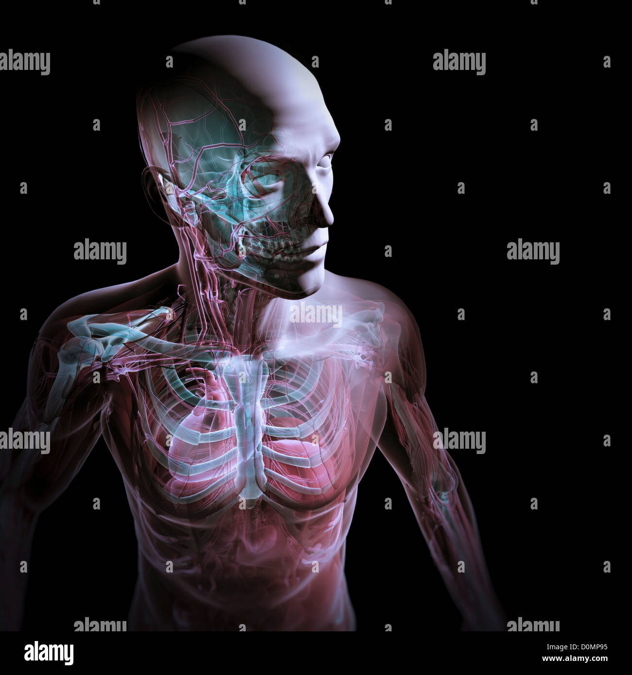 Un modèle humain montrant l'anatomie interne. Banque D'Images