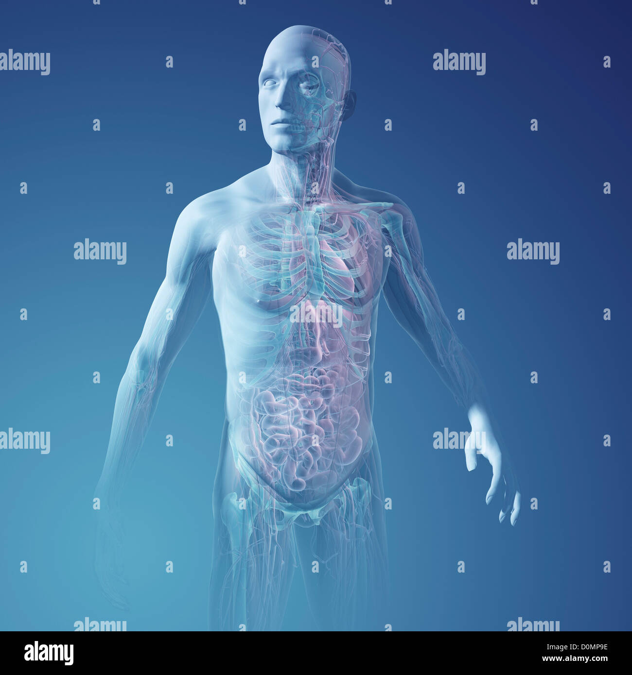 Un modèle humain montrant l'anatomie interne. Banque D'Images