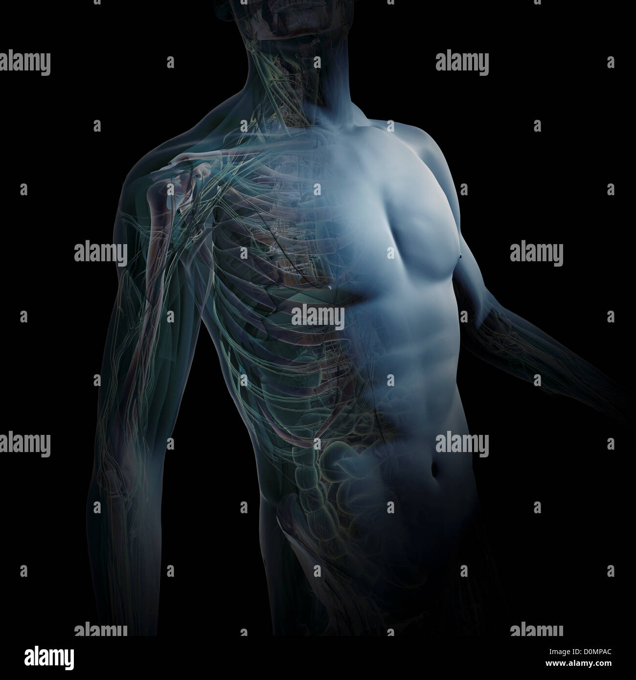 Un modèle humain montrant l'anatomie interne. Banque D'Images