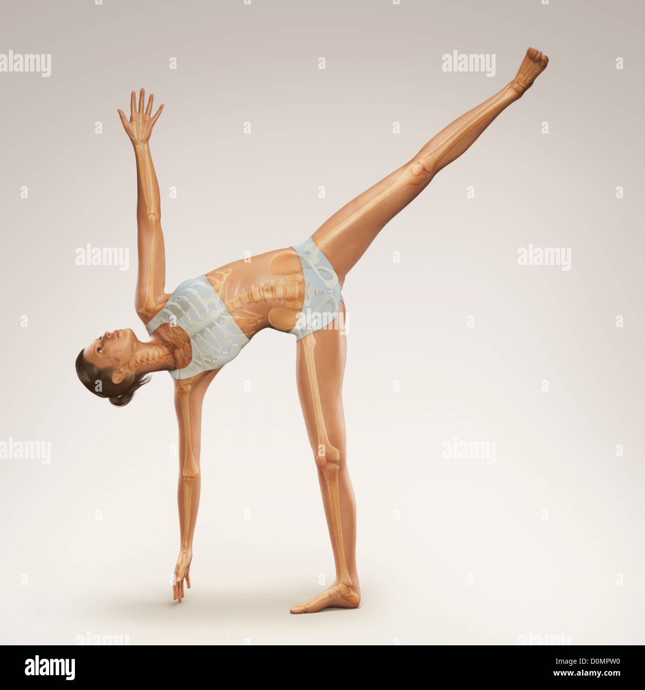Le skeleton en couches sur un corps de femme en demi lune poser montrant l'alignement squelettique de cette posture de yoga. Banque D'Images