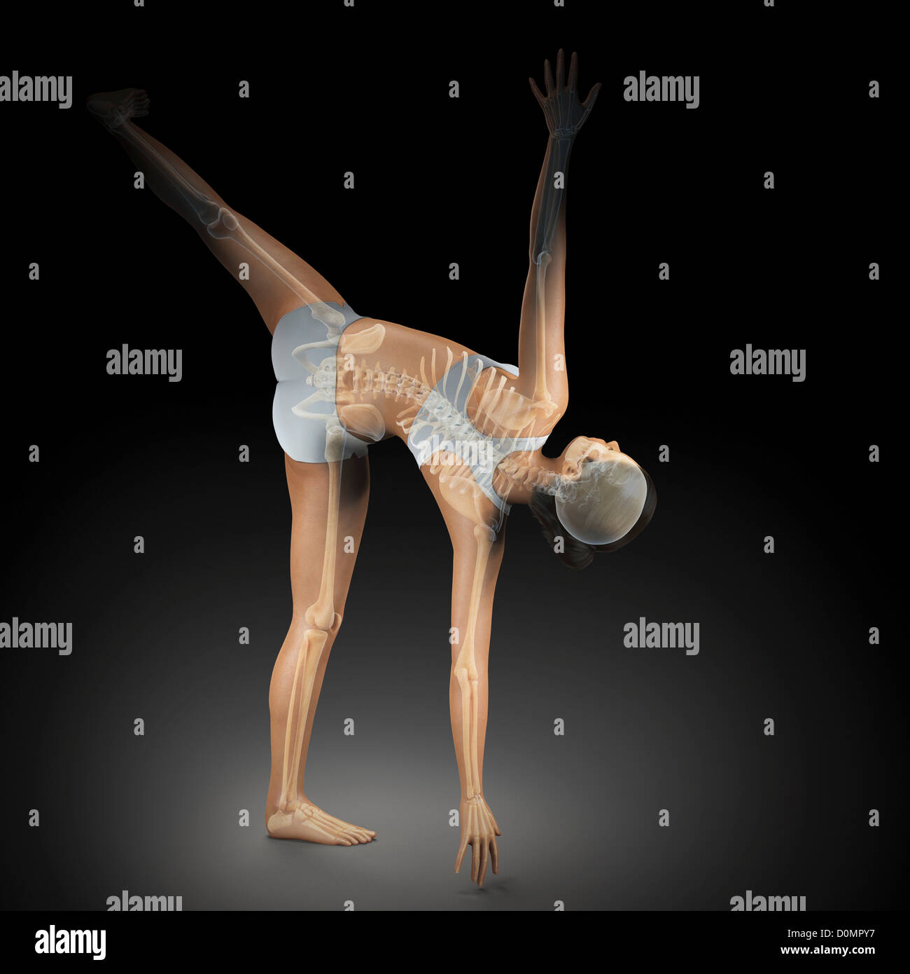 Le skeleton en couches sur un corps de femme en demi lune poser montrant l'alignement squelettique de cette posture de yoga. Banque D'Images