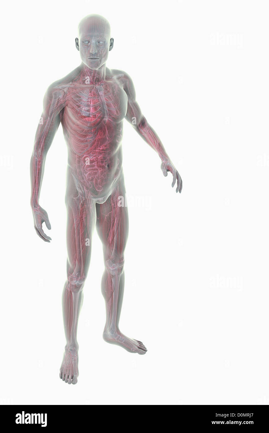 Modèle démontrant l'anatomie du corps humain entier. Banque D'Images