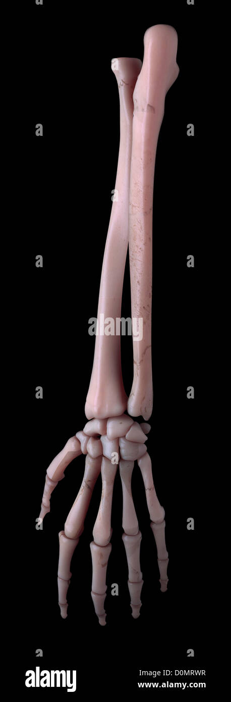 Les os de l'avant-bras et la main. Banque D'Images