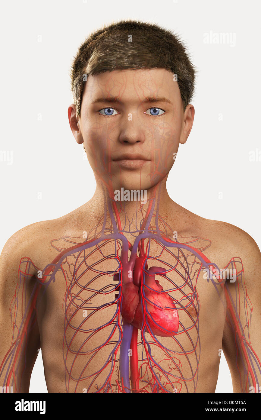 Illustration numérique pré-adolescent enfant coeur vaisseaux sanguins système cardiovasculaire visible au sein de la poitrine. Banque D'Images