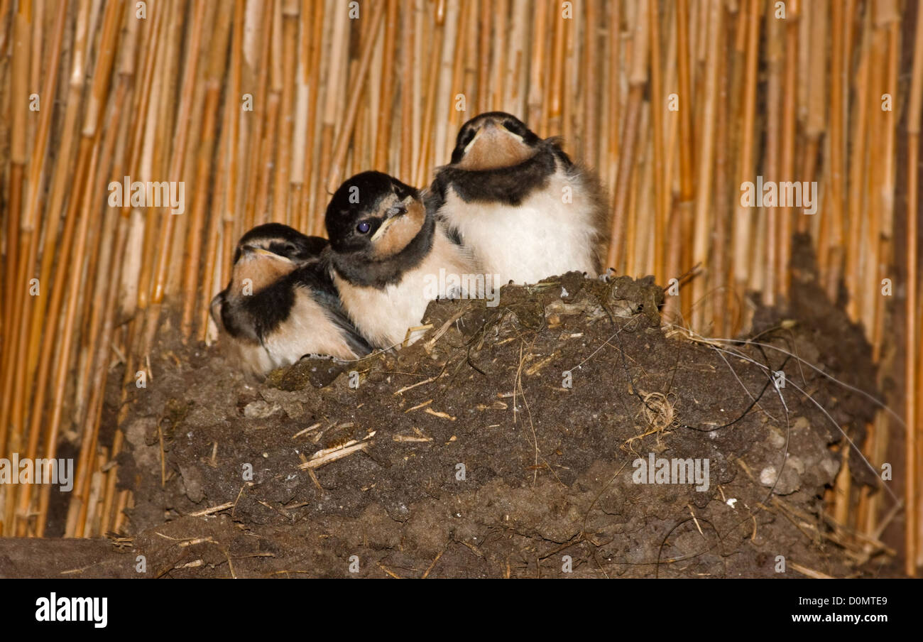 Trois jeunes l'hirondelle rustique (Hirundo rustica) dans leur nid sous un toit de roseau Banque D'Images