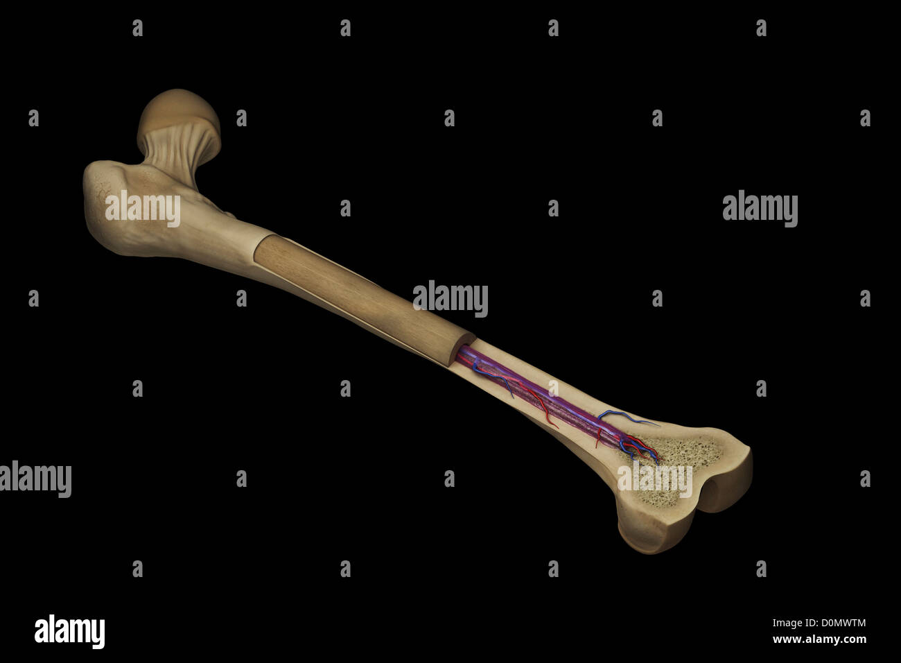 Coupe transversale d'un fémur montrant la structure anatomique dont l'os spongieux et la moelle. Banque D'Images