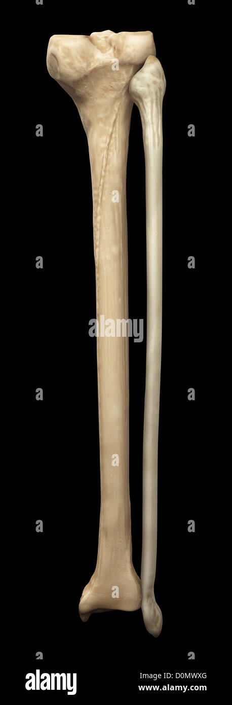 Modèle du tibia et du péroné os qui forment partie de la jambe humaine. Banque D'Images