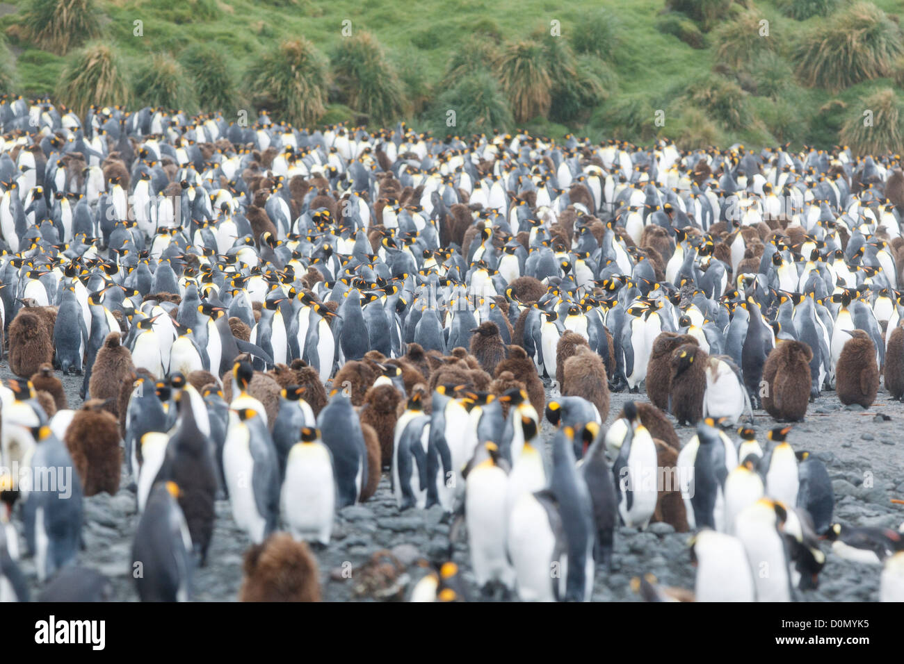 La colonie de pingouins de King (Aptenodytes patagonicus) dans l'île Macquarie - Tasmanie - Australie Banque D'Images