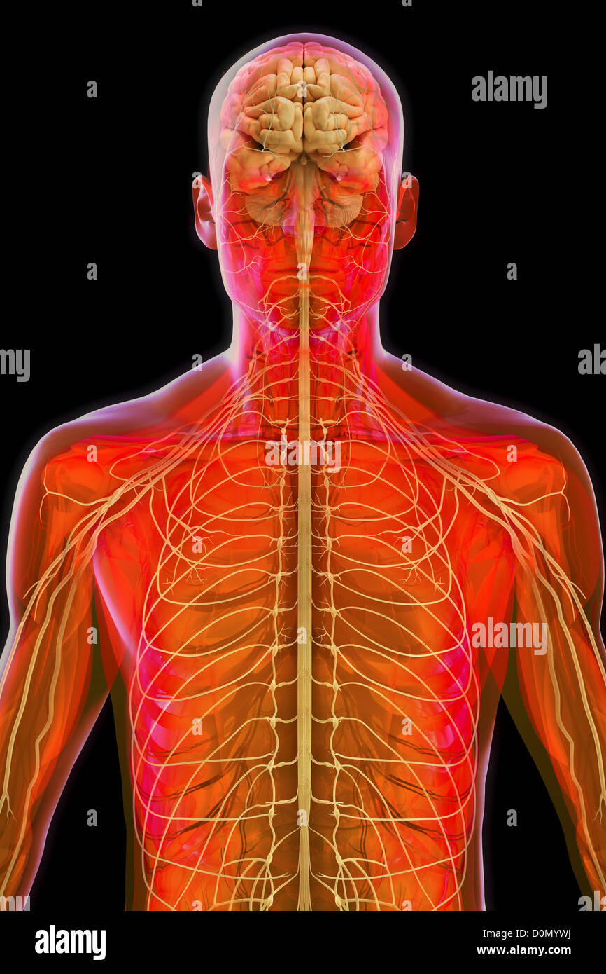 Modèle anatomique montrant le système nerveux humain. Banque D'Images