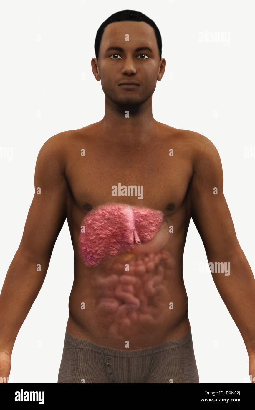 Une vue sur l'origine ethnique africaine figure mâle foie d'autres organes du système digestif présent au sein de l'abdomen montre des signes du foie. Banque D'Images