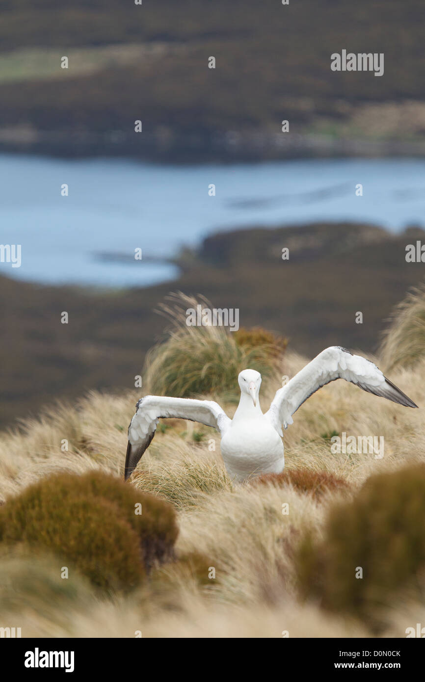 Le sud de l'Albatros (Diomedea epomophora Royal), de l'île Campbell, Nouvelle-Zélande Banque D'Images