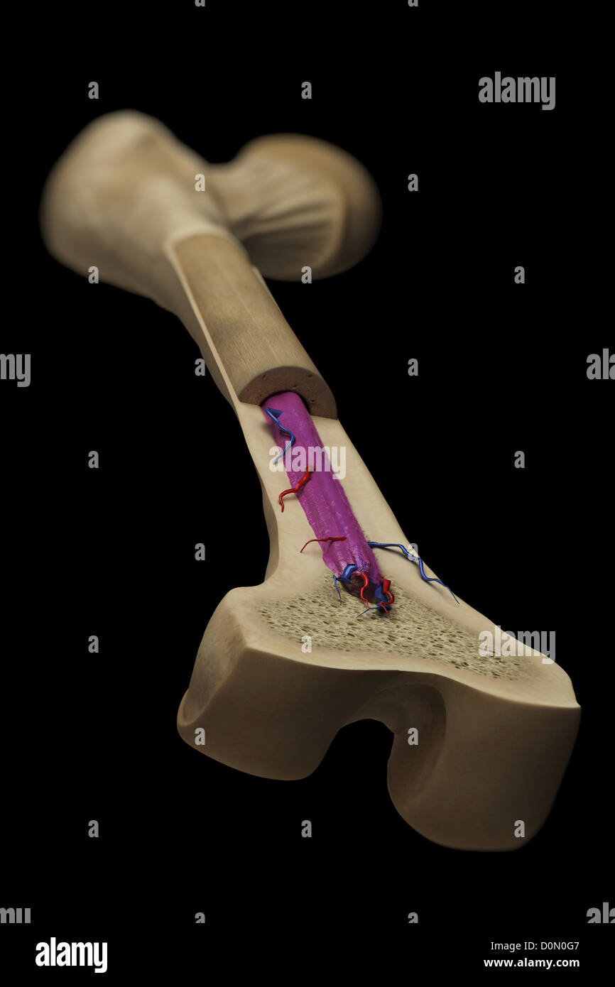 Coupe transversale d'un fémur montrant la structure anatomique dont l'os spongieux et la moelle. Banque D'Images