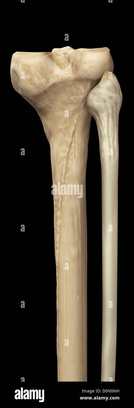 Modèle du tibia et du péroné os qui forment partie de la jambe humaine. Banque D'Images