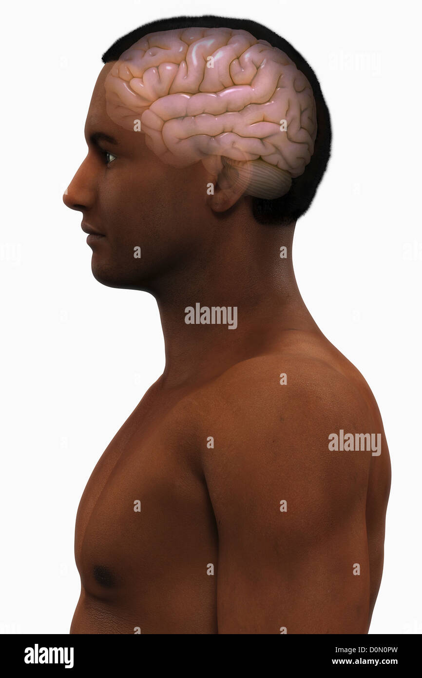 Vue latérale d'une figure masculine de l'origine ethnique africaine avec le cerveau visible. Banque D'Images