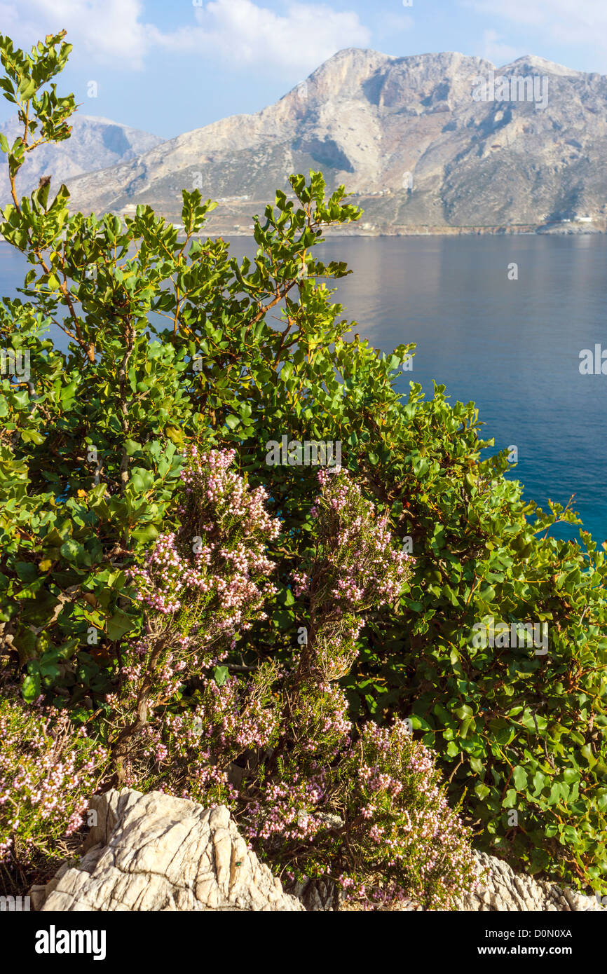 La floraison purple heather, et Holly Kalymnos, Grèce Banque D'Images