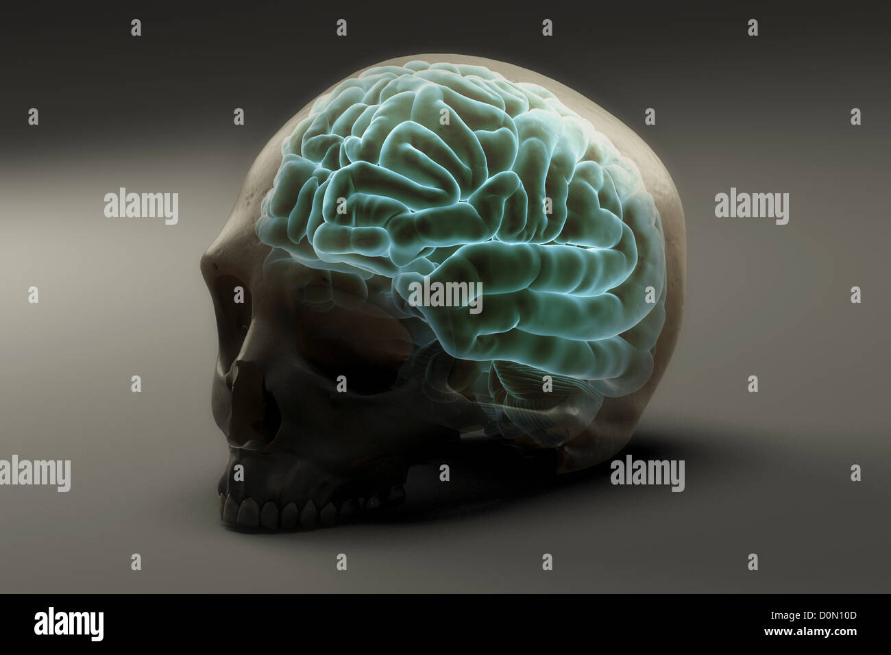 Cerveau située à l'intérieur d'un crâne humain. Banque D'Images