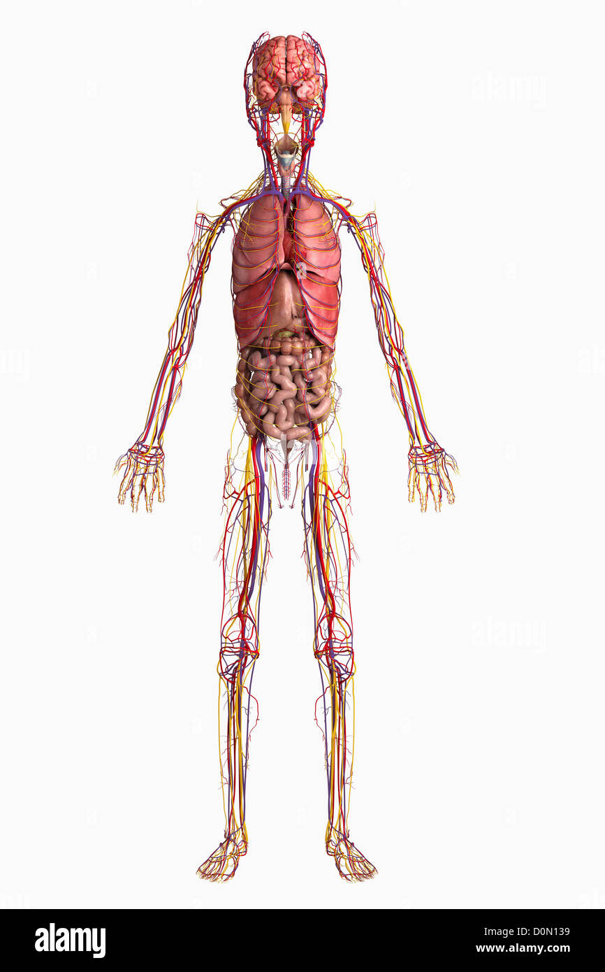 Illustration numérique des organes internes d'un enfant pré-adolescent. Banque D'Images
