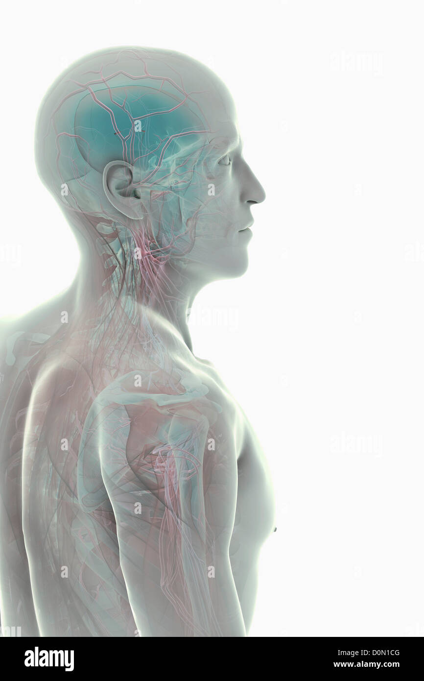 Modèle démontrant l'anatomie de la tête et du cou. Banque D'Images