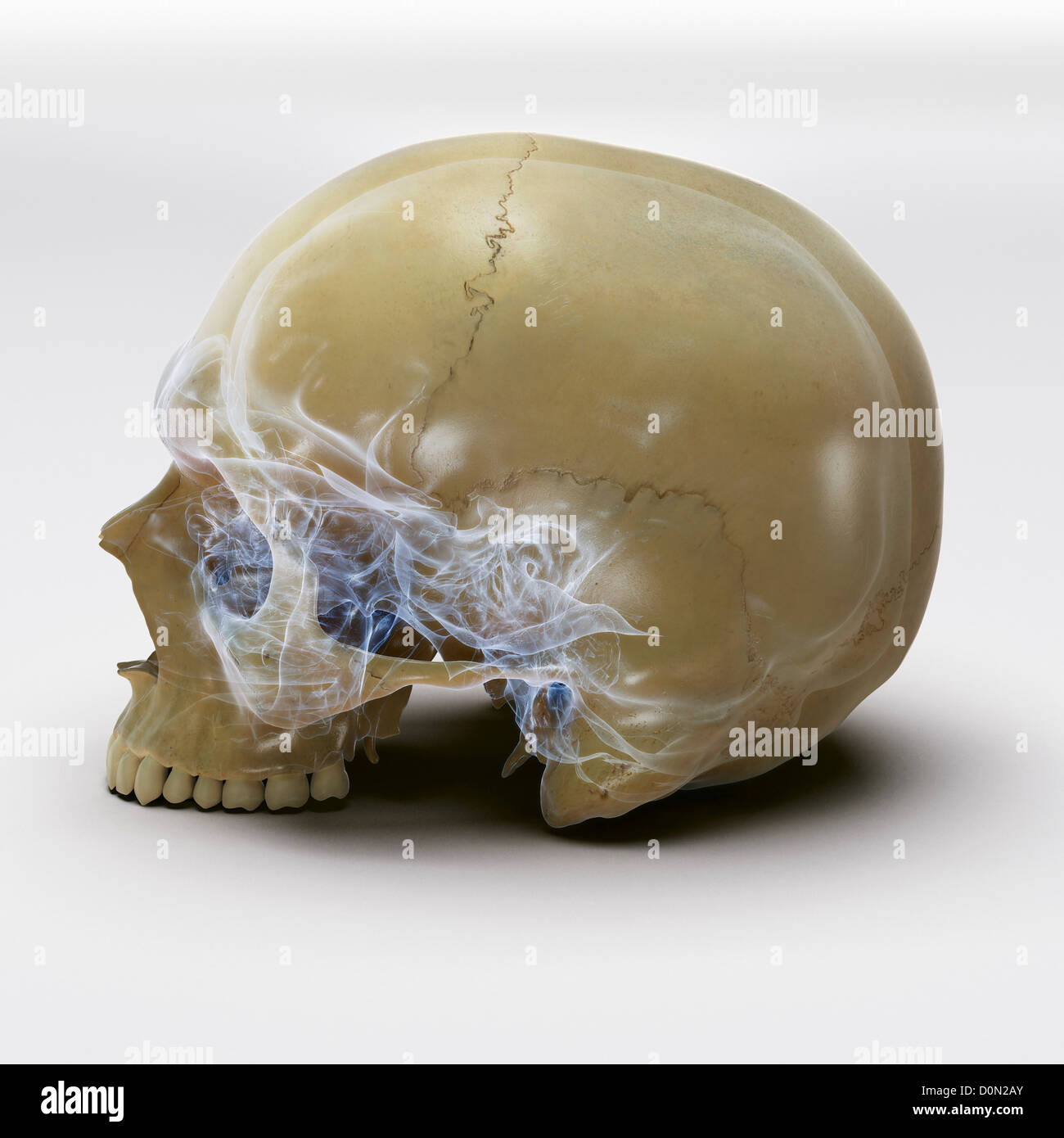Un crâne humain sans la mâchoire inférieure sur une surface blanche. Les structures internes du crâne sont visibles avec un X-ray l'apparence. Banque D'Images