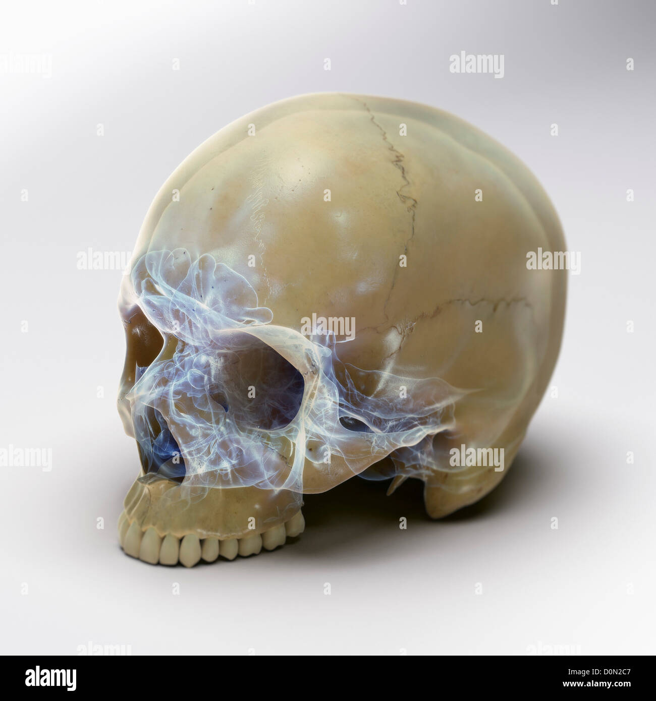 Un crâne humain sans la mâchoire inférieure sur une surface blanche. Les structures internes du crâne sont visibles avec un X-ray l'apparence. Banque D'Images
