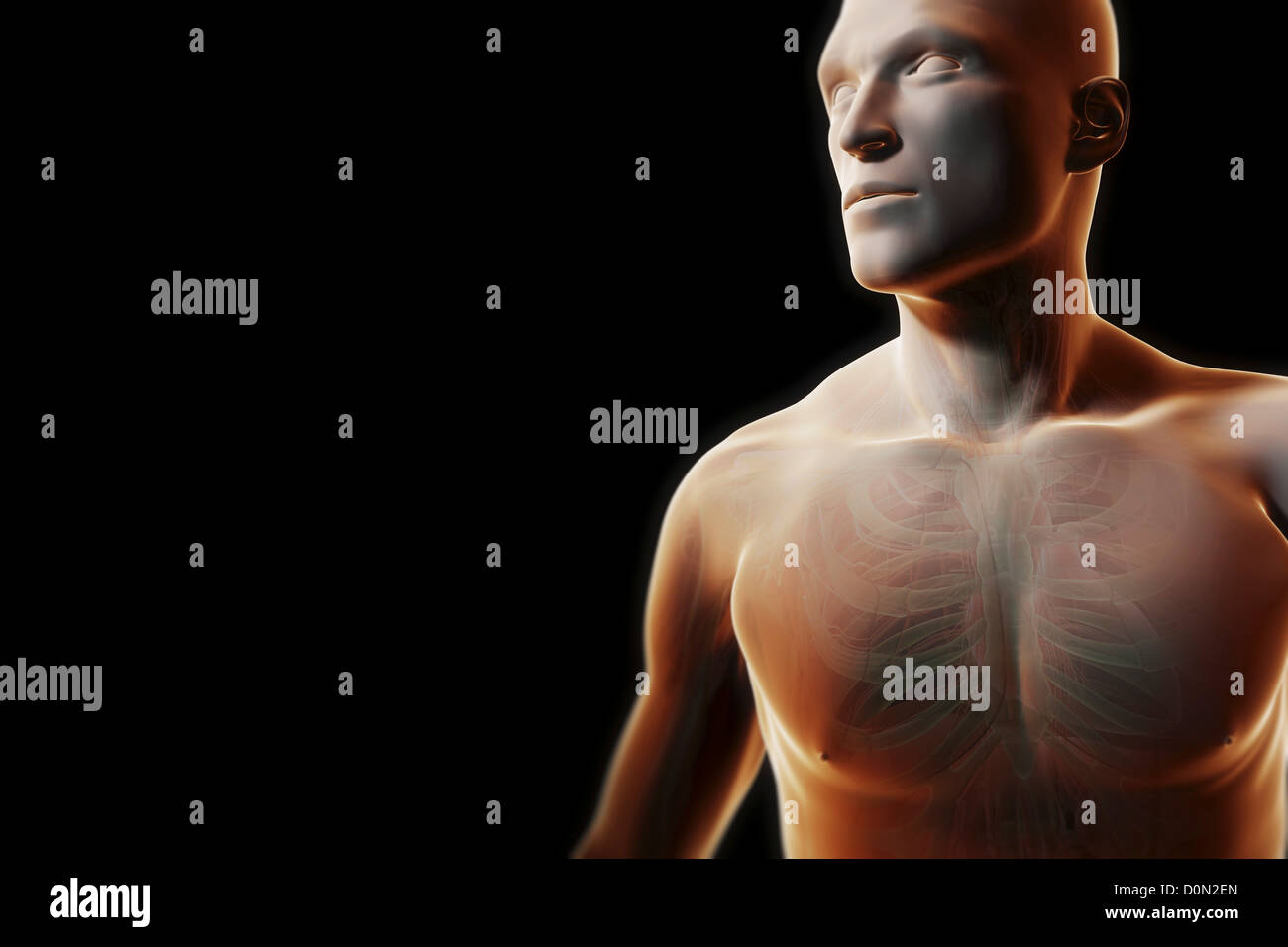 Vue de face figure masculine avec peau transparente partiellement révélant l'anatomie interne de la poitrine. Banque D'Images