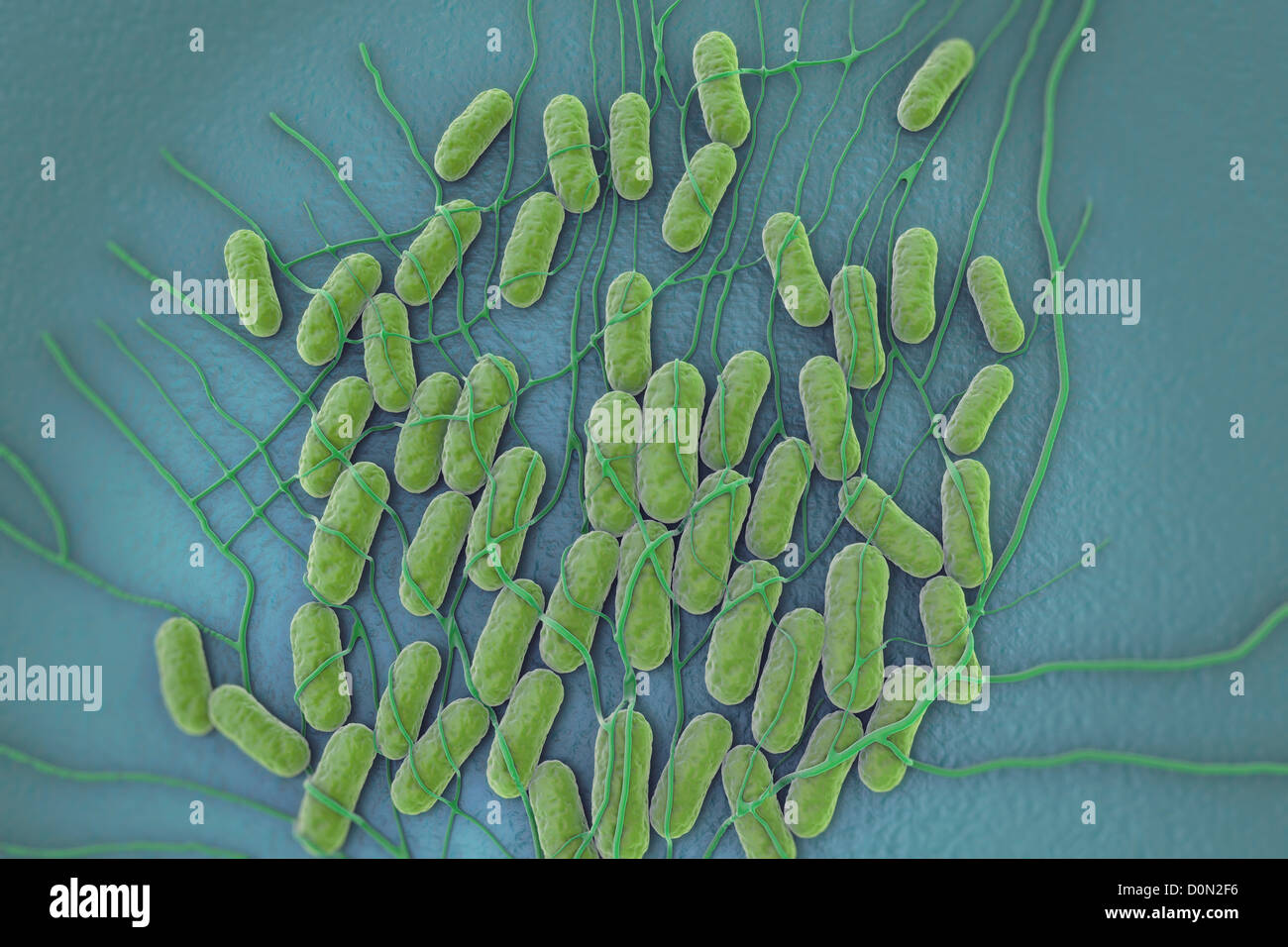 Une culture de bactéries Salmonella sur une surface plane. Salmonella est un genre de, les bactéries Gram-négatives. Banque D'Images