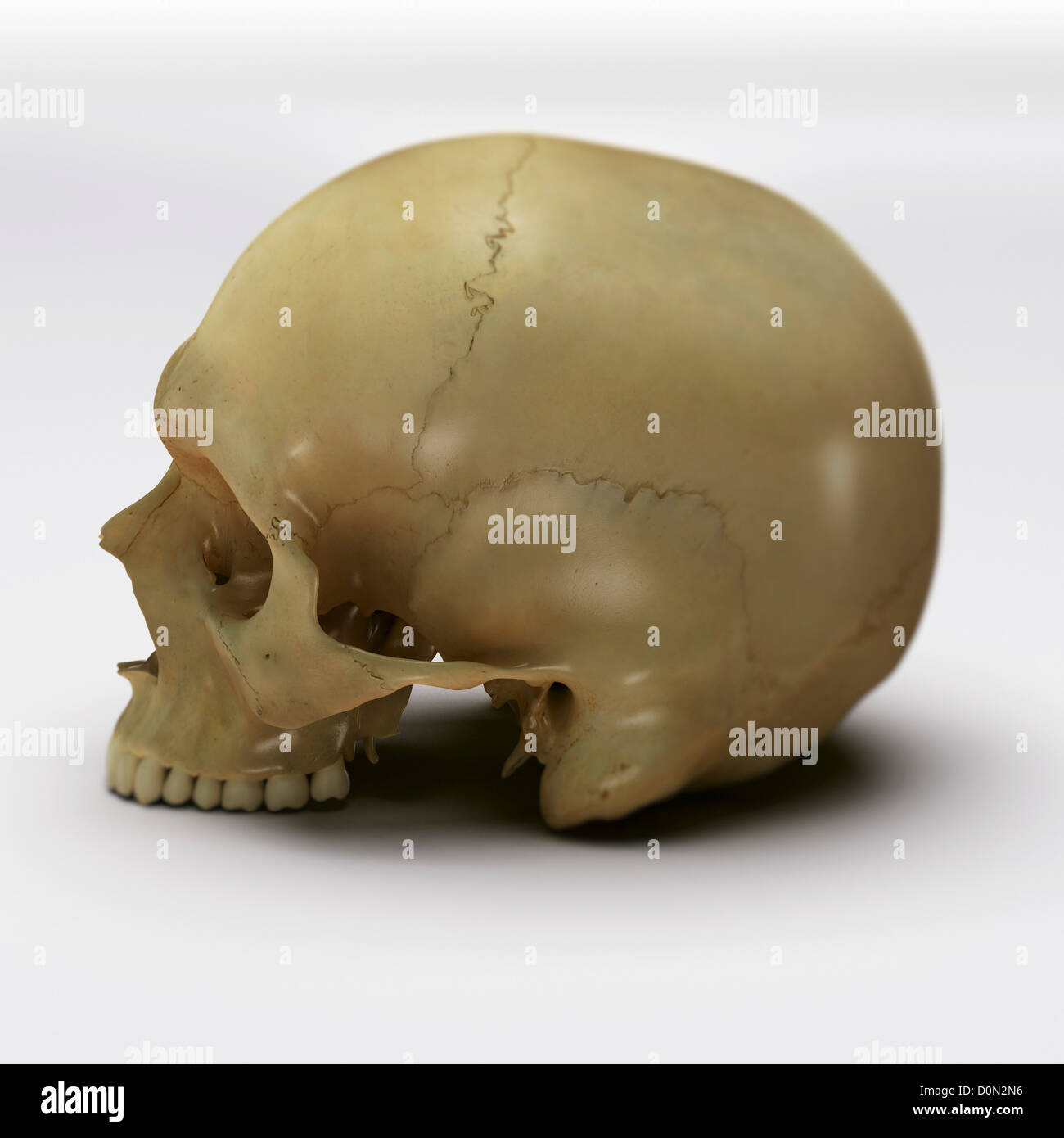 Un crâne humain sans la mâchoire inférieure sur une surface blanche. Banque D'Images