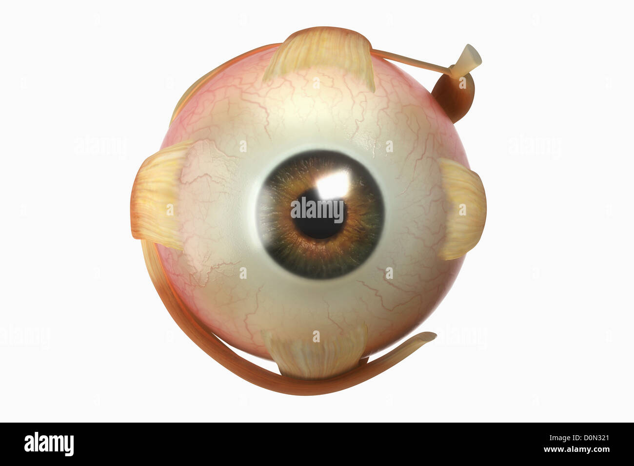 Un œil humain isolé balle avec ses muscles. Banque D'Images