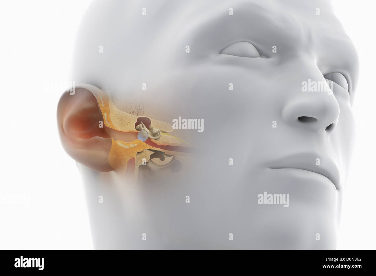 Une vue en coupe de la tête, révélant l'anatomie du canal auditif et de l'anatomie de l'oreille interne. Banque D'Images